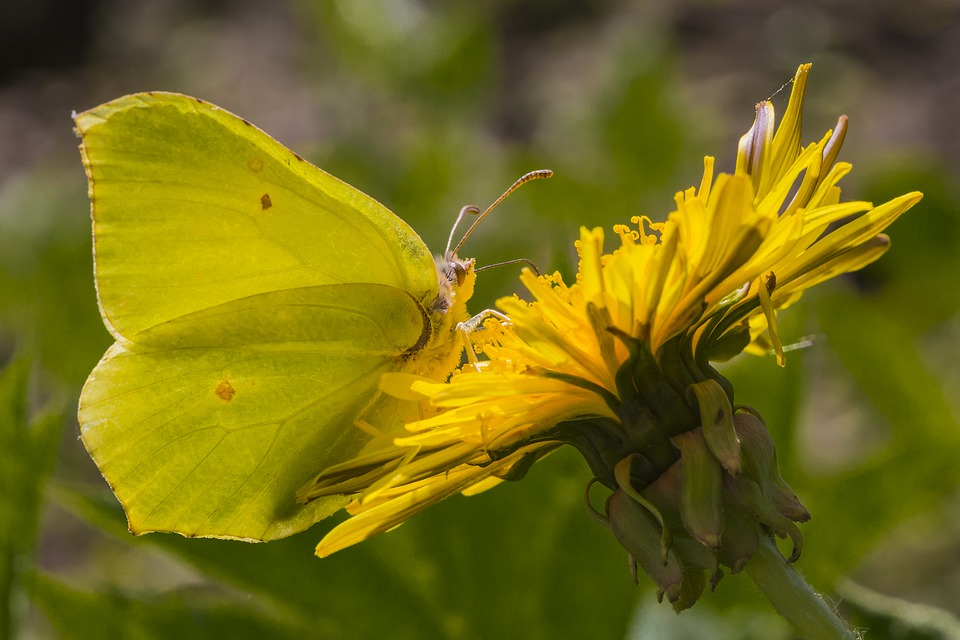 butterflies